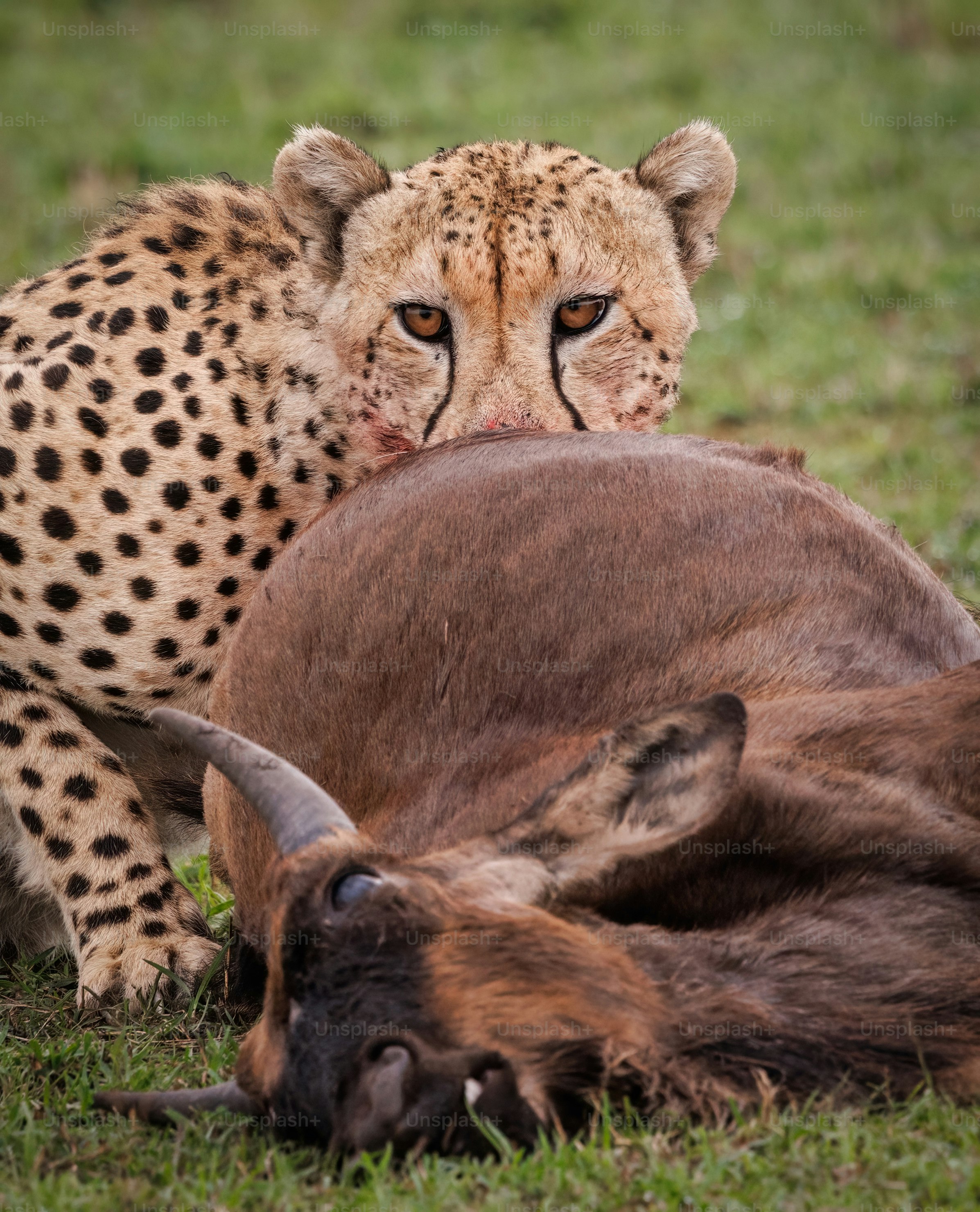 Un guepardo en el Mara, África