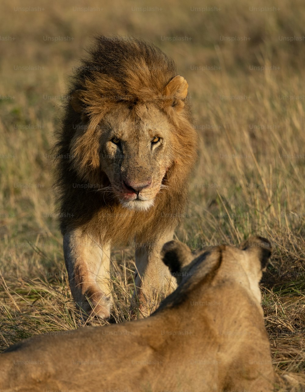 A lion portrait in the Maasai Mara, Africa