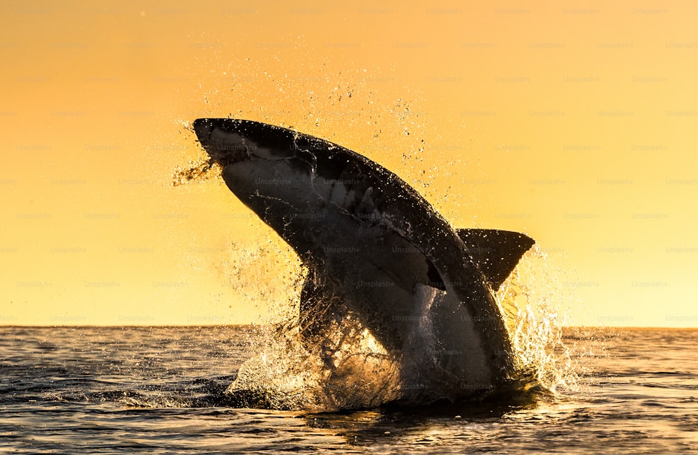 Silueta del gran tiburón blanco saltando. Cielo rojo de la salida del sol.  Gran Tiburón Blanco rompiendo en ataque. Nombre científico: Carcharodon carcharias. Sudáfrica.