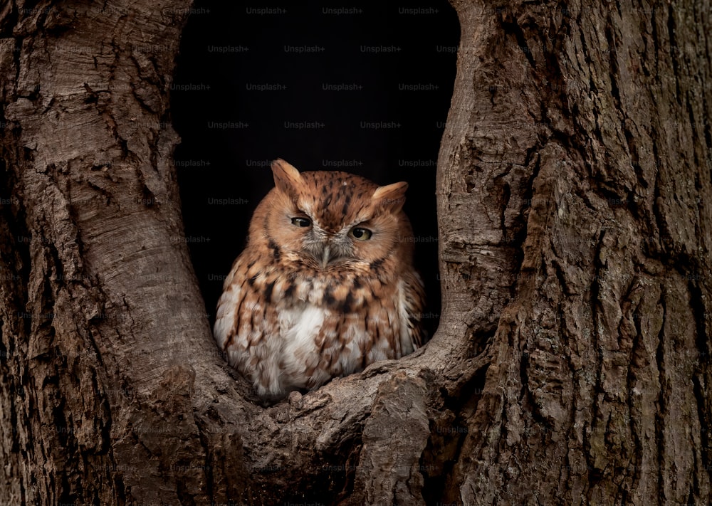 AN eastern screech owl in a tree