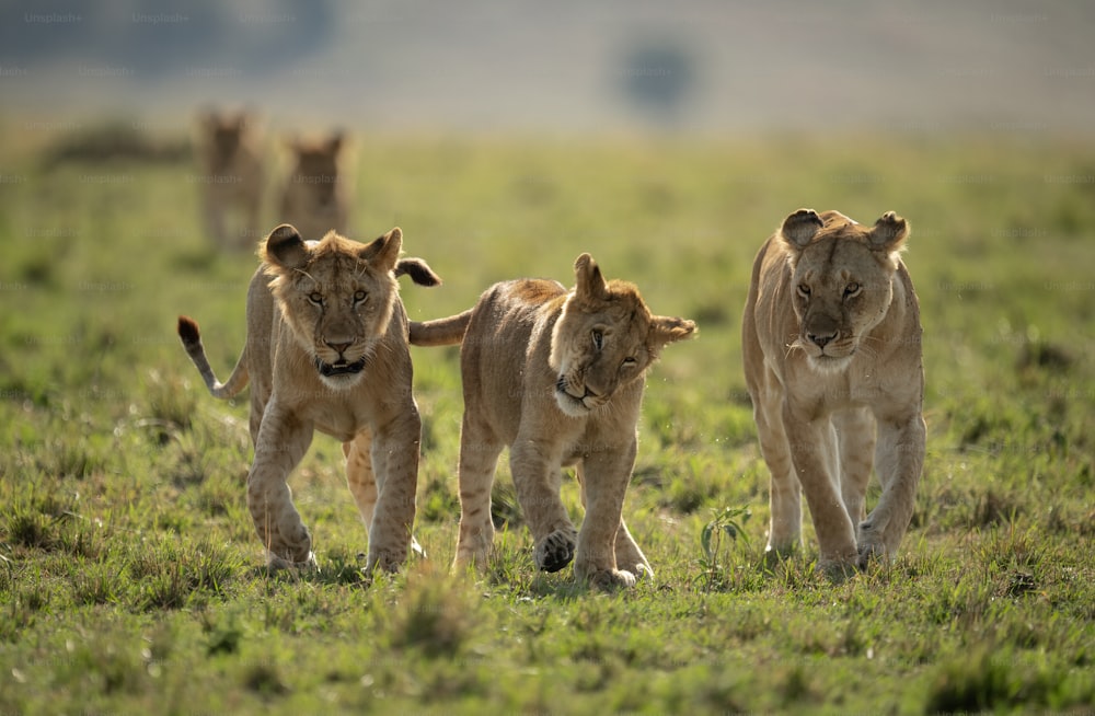 A lion portrait in the Maasai Mara, Africa