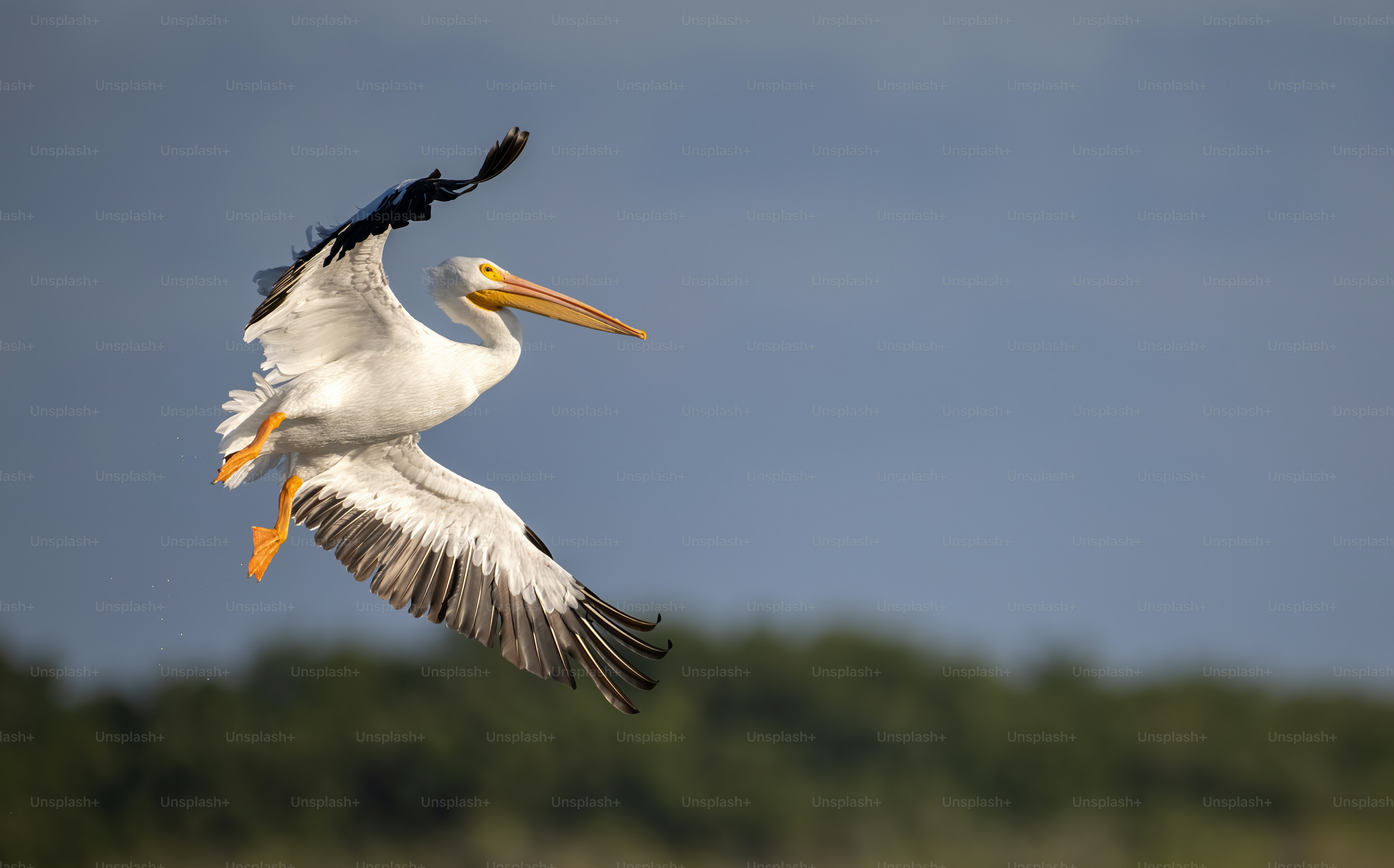 Pelican portrait in Florida