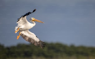 Pelikan-Porträt in Florida