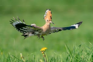 Eurasian hoopoe (Upupa epops) in flight. State Bird of Israel. Green background!