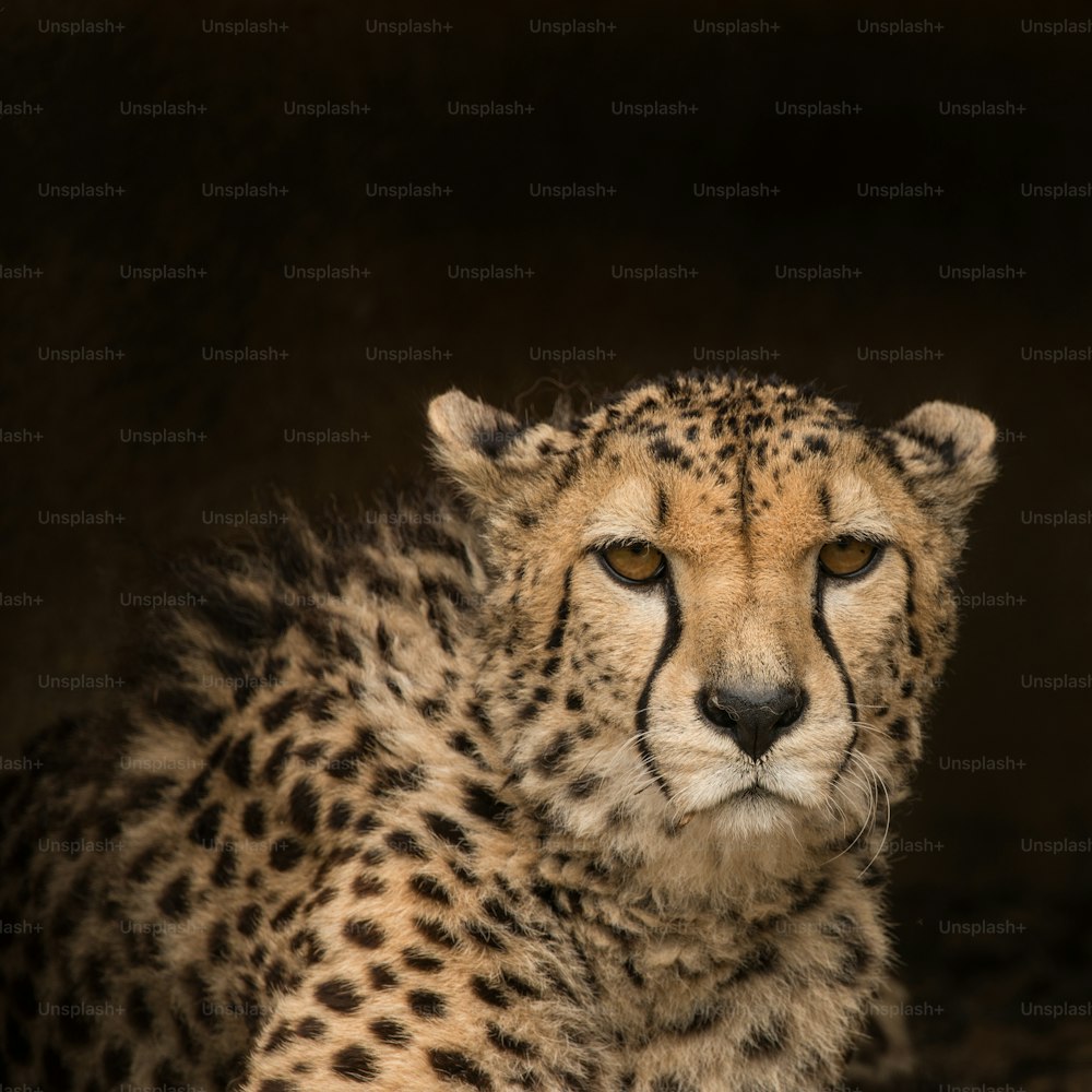 Stunning intimate portrait of Cheetah Acinonyx Jubatus in colorful landscape