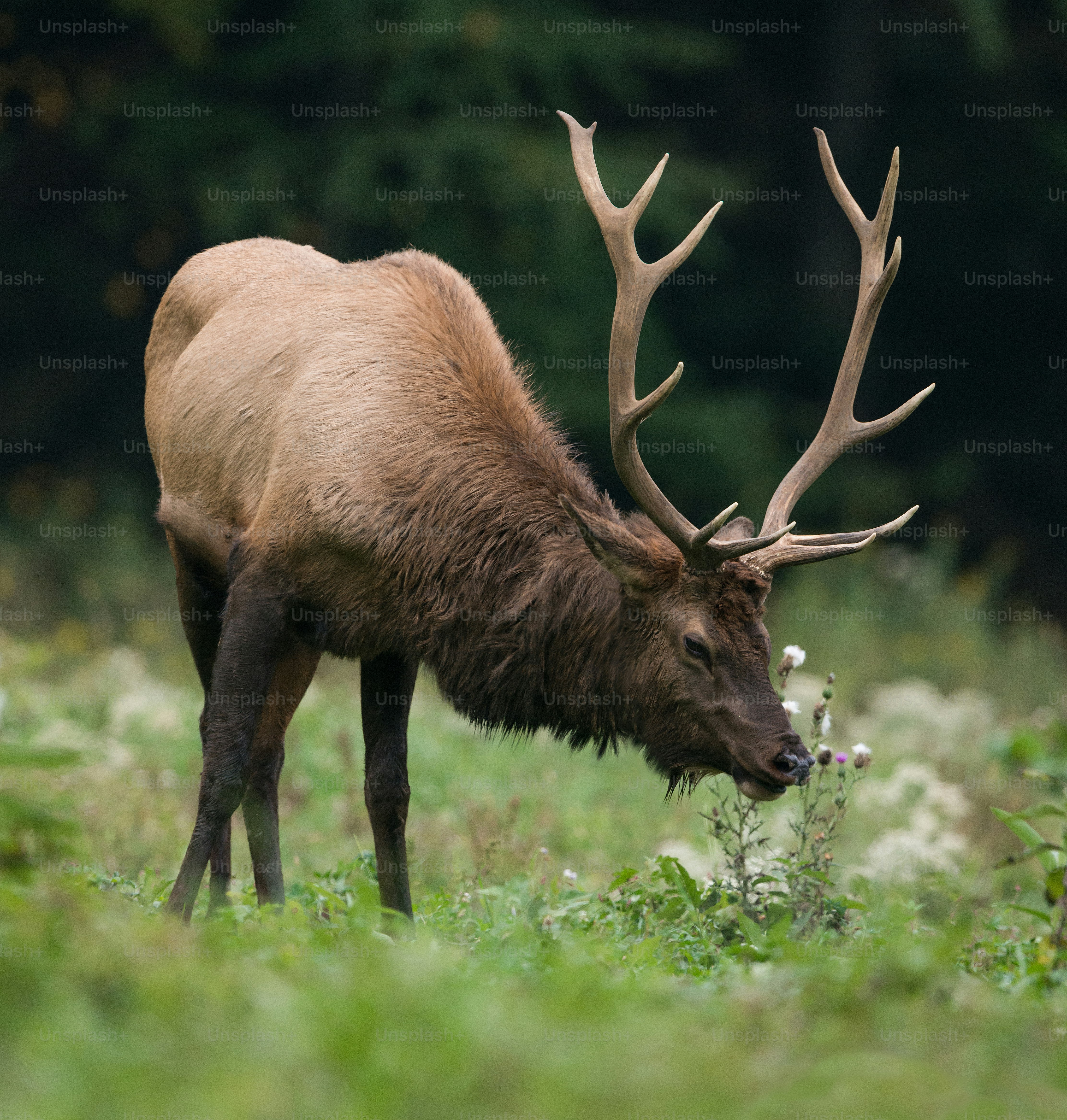 An elk in Pennsylvania