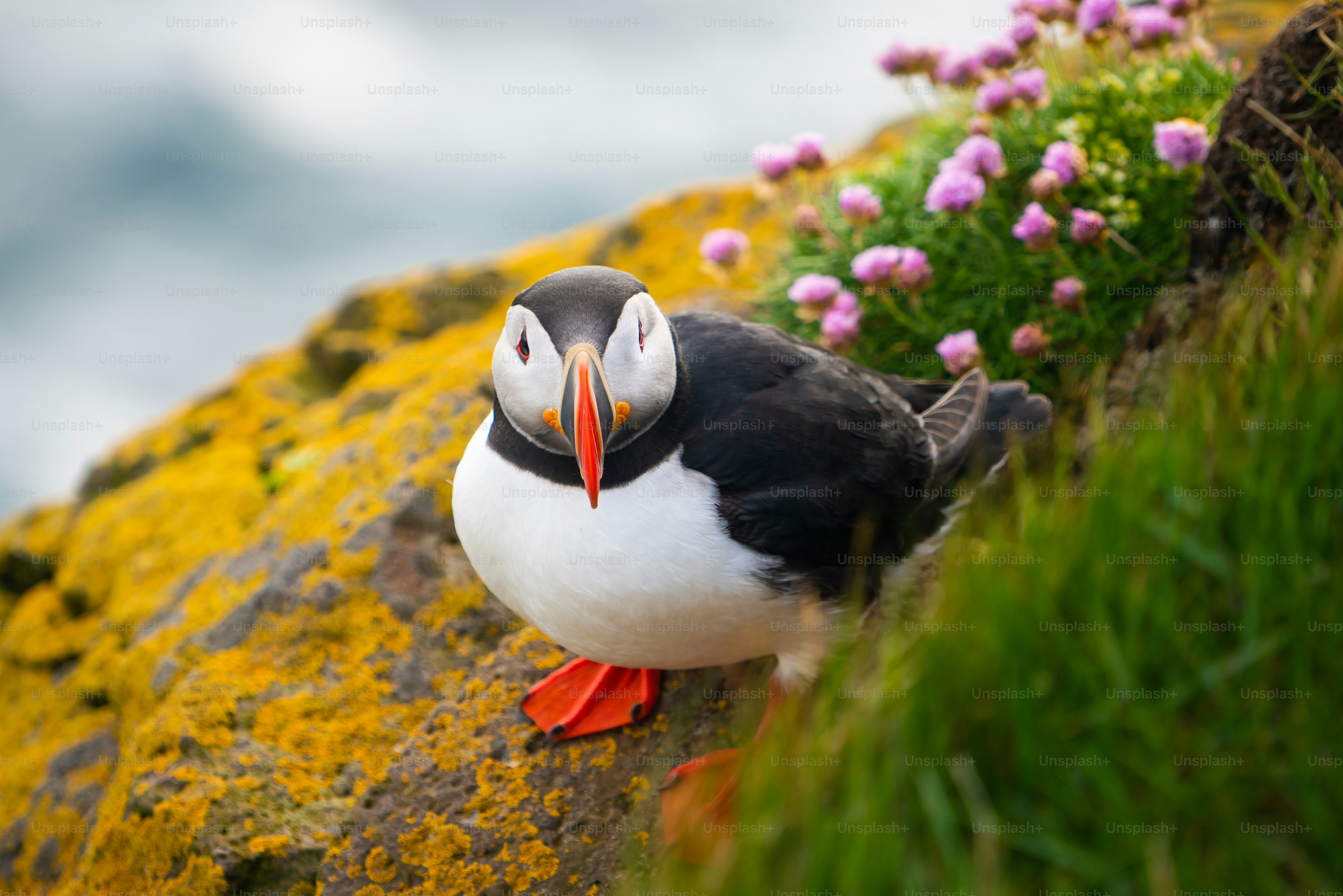 Atlantic puffin also know as common puffin is a species of seabird in the auk family. Iceland, Norway, Faroe Islands, Newfoundland and Labrador in Canada are known to be large colony of this puffin.