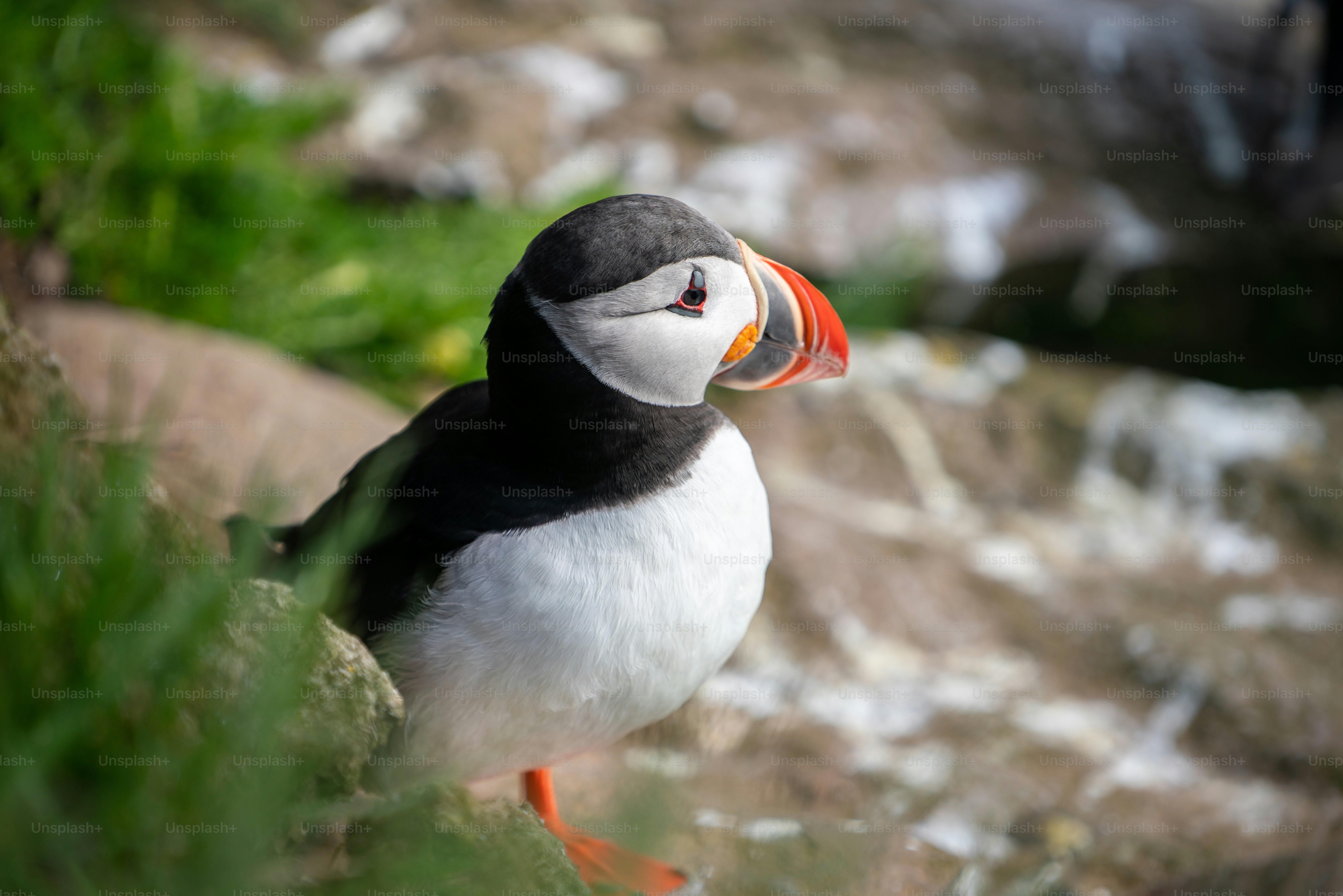 Atlantic puffin also know as common puffin is a species of seabird in the auk family. Iceland, Norway, Faroe Islands, Newfoundland and Labrador in Canada are known to be large colony of this puffin.