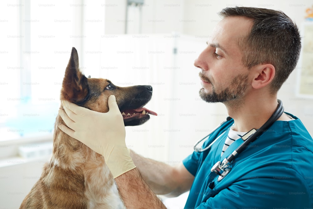 Vet doctor checking eyes of fluffy patient while holding its muzzle