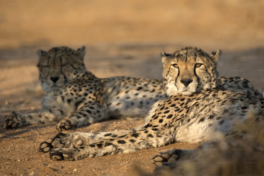 Two Cheetah resting