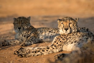 Dos guepardos descansando