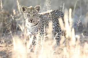 Leopardo a la luz de la tarde