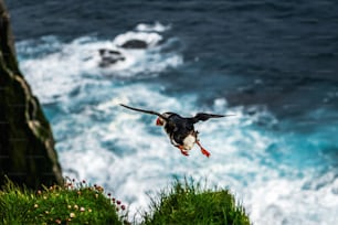 Atlantic puffin also know as common puffin is a species of seabird in the auk family. Iceland, Norway, Faroe Islands, Newfoundland and Labrador in Canada are known to be large colony of this puffin.