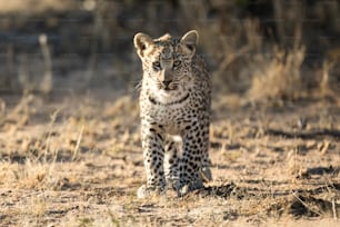 Young leopard cub in Etosha national Park, Namibia.