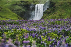여름에 아이슬란드 시골의 장엄한 스코가 포스 폭포의 아름다운 풍경. 스코가포스 폭포는 아이슬란드와 유럽의 가장 유명한 자연 랜드마크이자 관광지입니다.