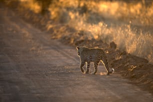 Leopardo a la luz de la tarde