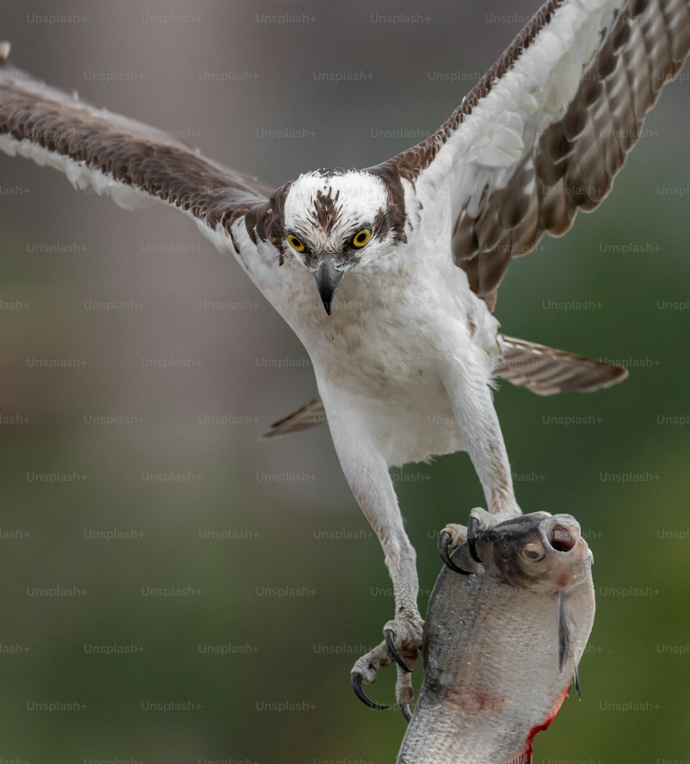 An osprey in Southern Florida