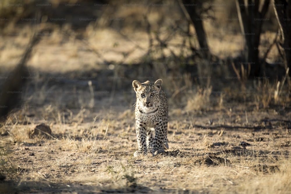 Cucciolo di Leoprad che cammina da solo attraverso il Parco Nazionale di Etosha.