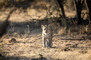 Lionceau léoprad marchant seul dans le parc national d’Etosha.