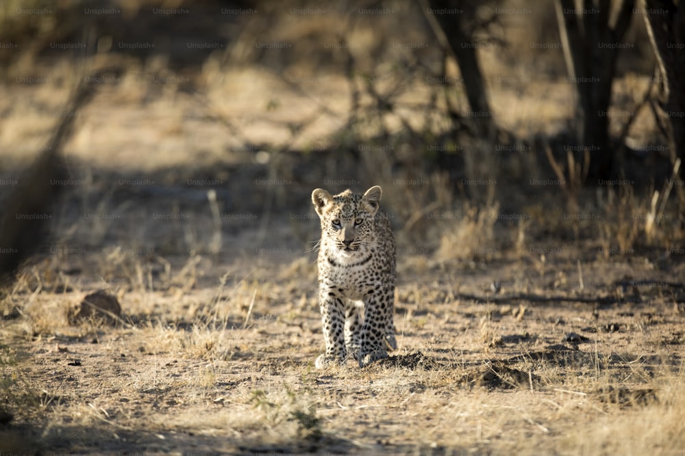 Leoprad cub walking through Etosha National Park alone.