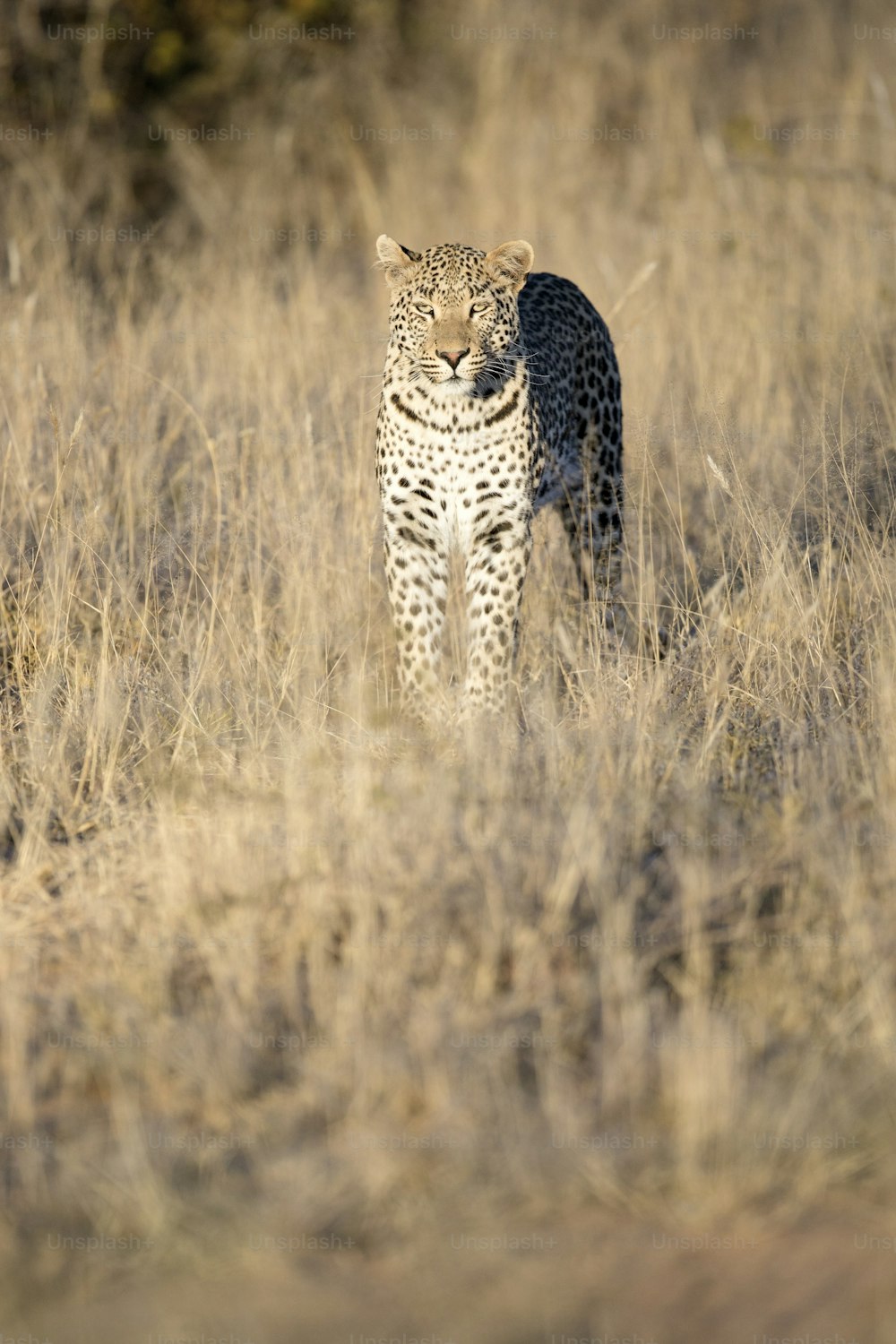 Léopard dans l’herbe du parc national d’Etosha, Namibie.