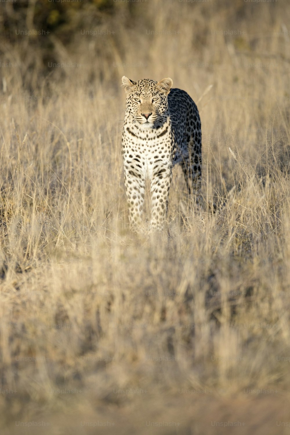 Leopard in the grass of Etosha National Park, Namibia.