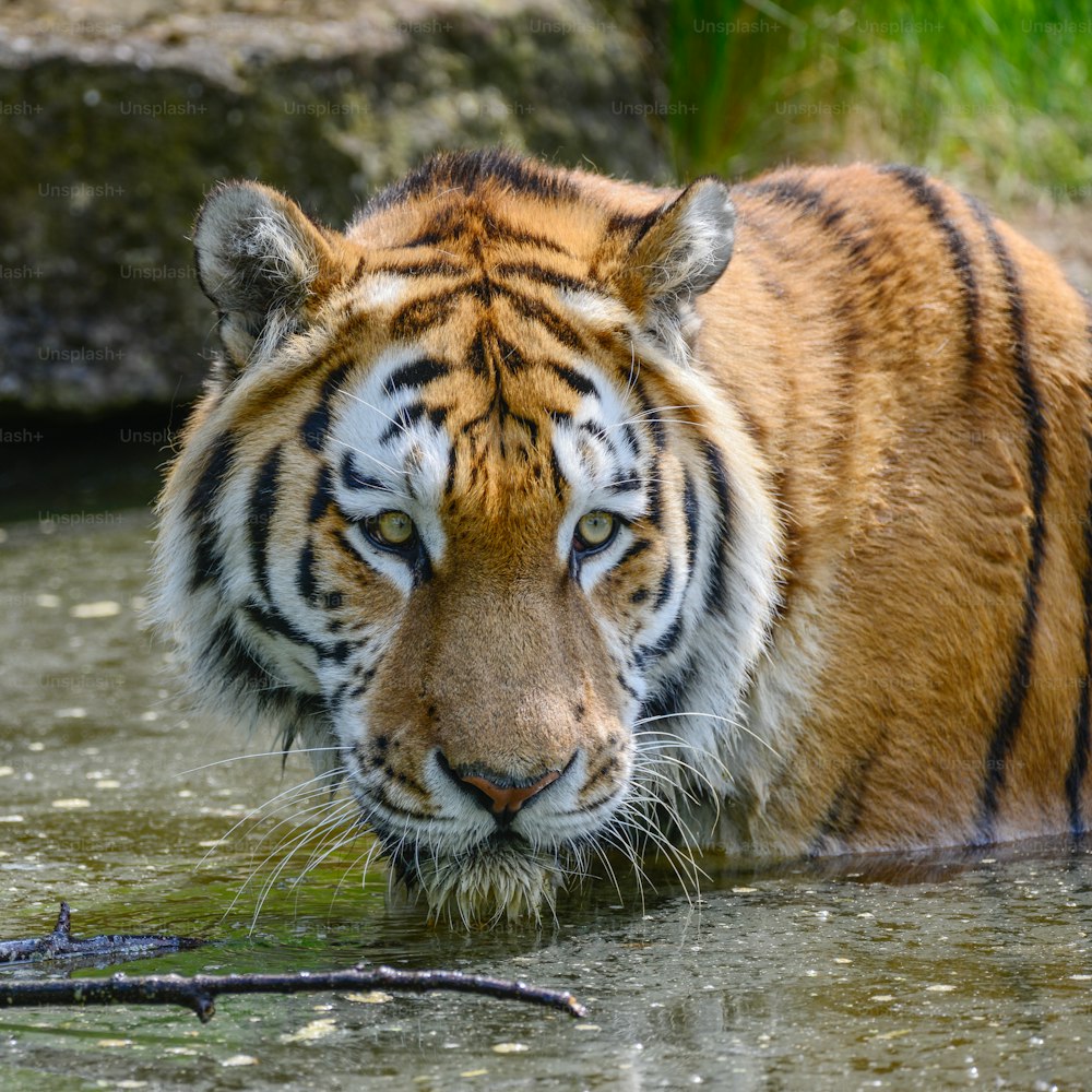 Retrato del tigre de Amur siberiano Panthera Tigris Tigris en verano