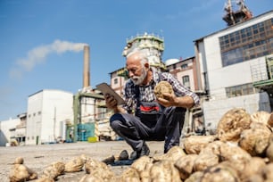 A senior worker is crouching by the pile of sugar beet and holding one sugar beet while looking at a tablet. The senior man is checking on the quality of the product.