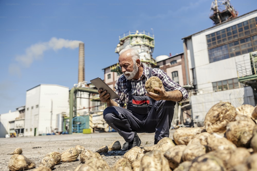 A senior worker is crouching by the pile of sugar beet and holding one sugar beet while looking at a tablet. The senior man is checking on the quality of the product.