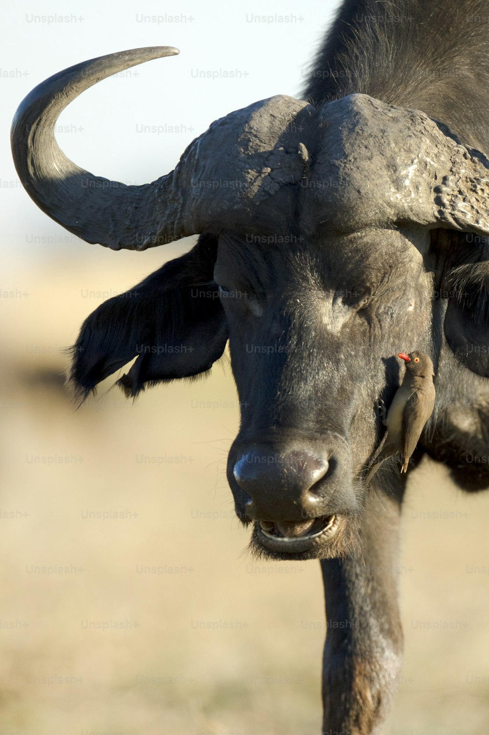Um búfalo no Parque Nacional Chobe, Botsuana.