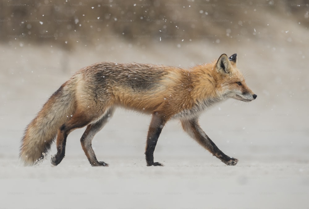 A red fox in New Jersey