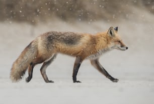 A red fox in New Jersey