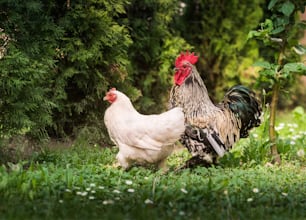 庭の白い雌鶏と雄鶏