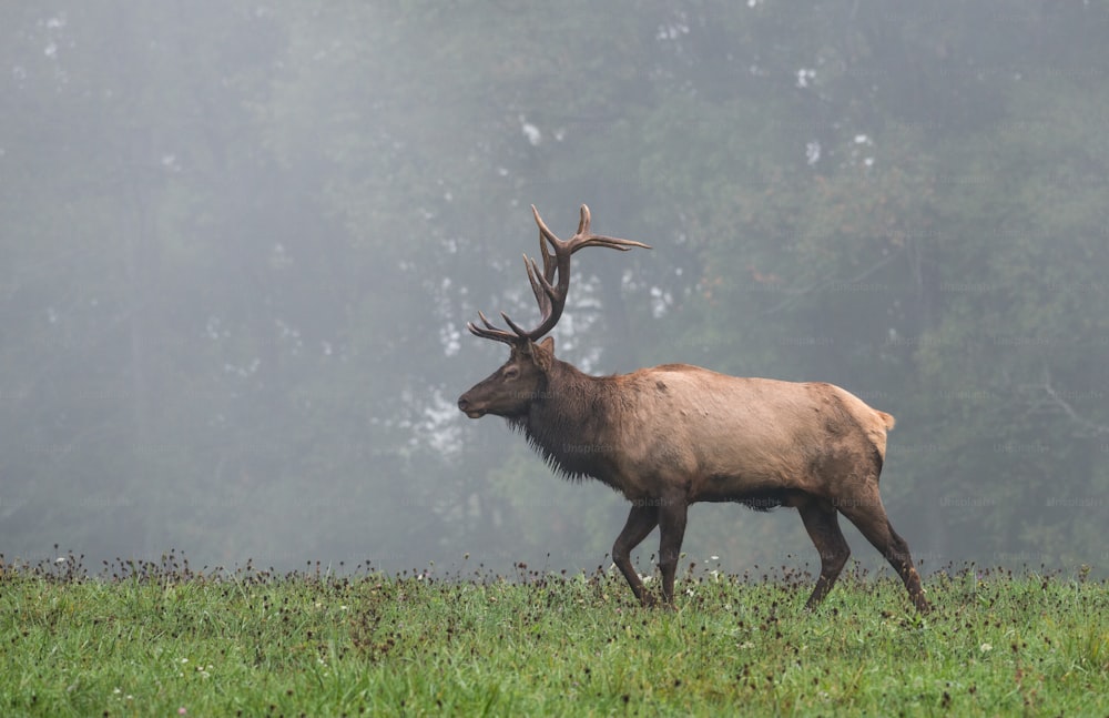 An elk in Pennsylvania
