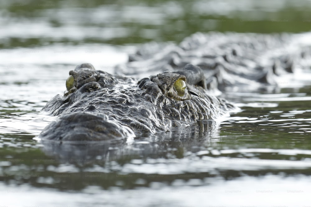 Crocodilo nadando na água.