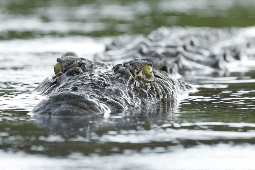 Coccodrillo che nuota nell'acqua.