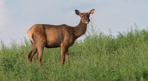 An elk in Pennsylvania