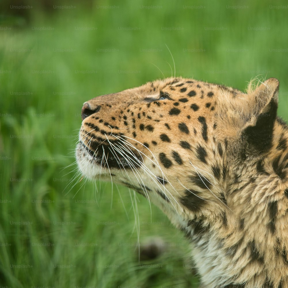 Impresionante retrato en primer plano de Jaguar panthera onca en un paisaje vibrante y colorido