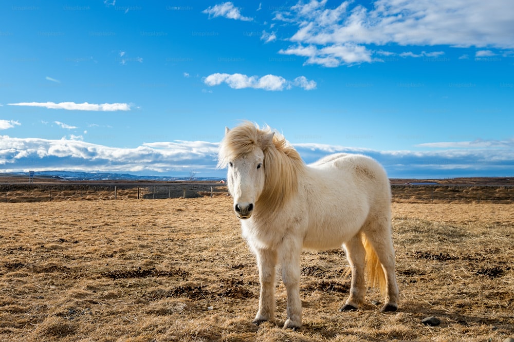 Cavalo Islandês Sorrindo Em Um Campo Na Islândia. Foto Royalty