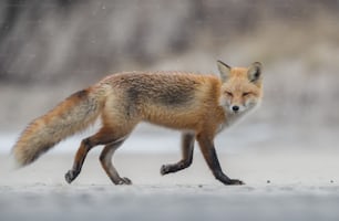 A red fox in New Jersey