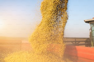 Pouring soy bean into tractor trailer after harvest at field.