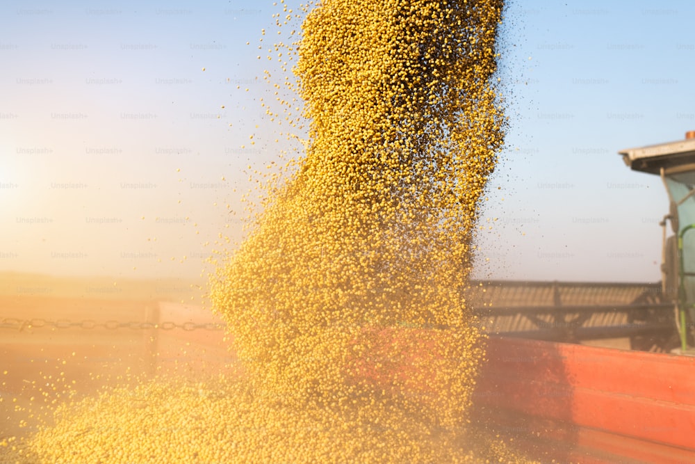 Pouring soy bean into tractor trailer after harvest at field.