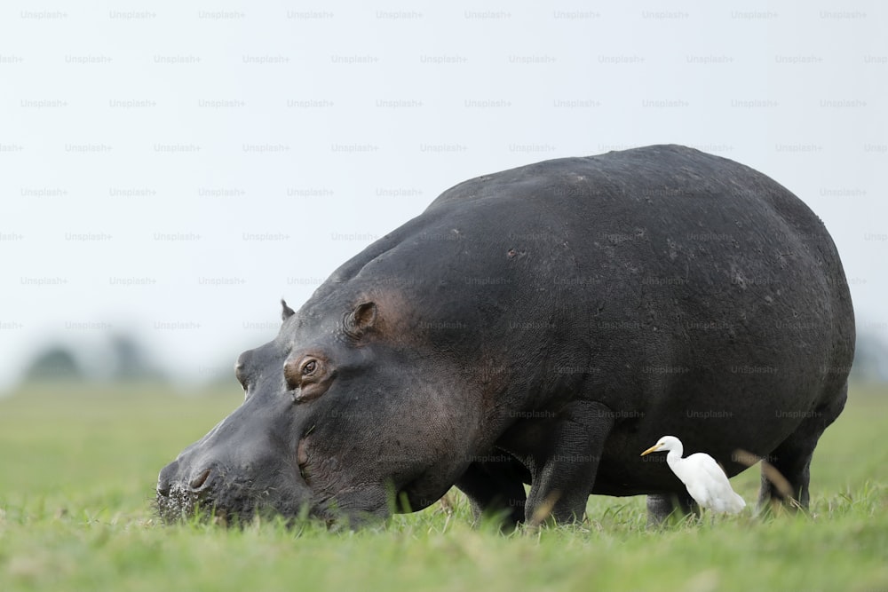 Hippo and cattle egret feeding