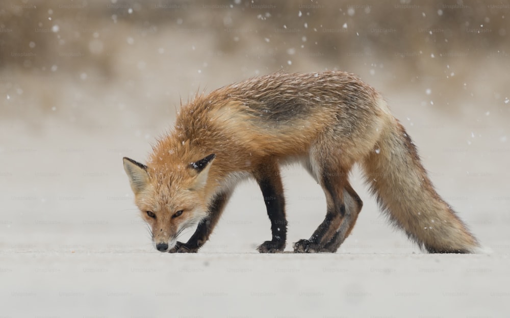 A red fox in New Jersey