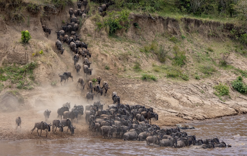 The wildebeest migration in Africa