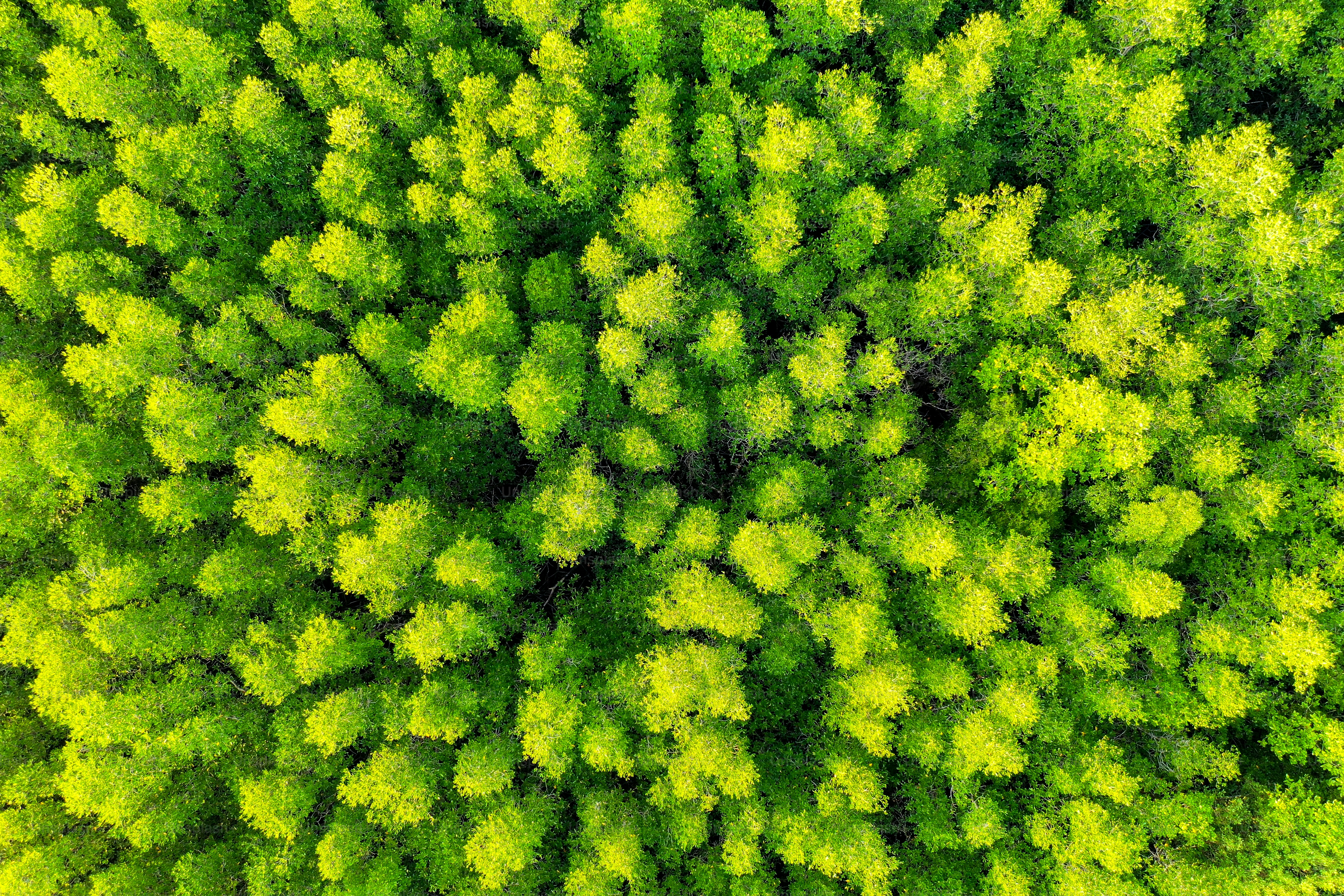Aerial view of green trees in forest.