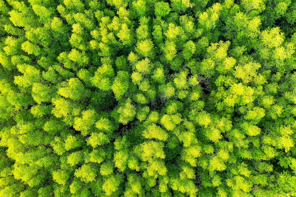 Vue aérienne d’arbres verts dans la forêt.