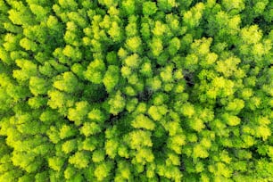 Aerial view of green trees in forest.