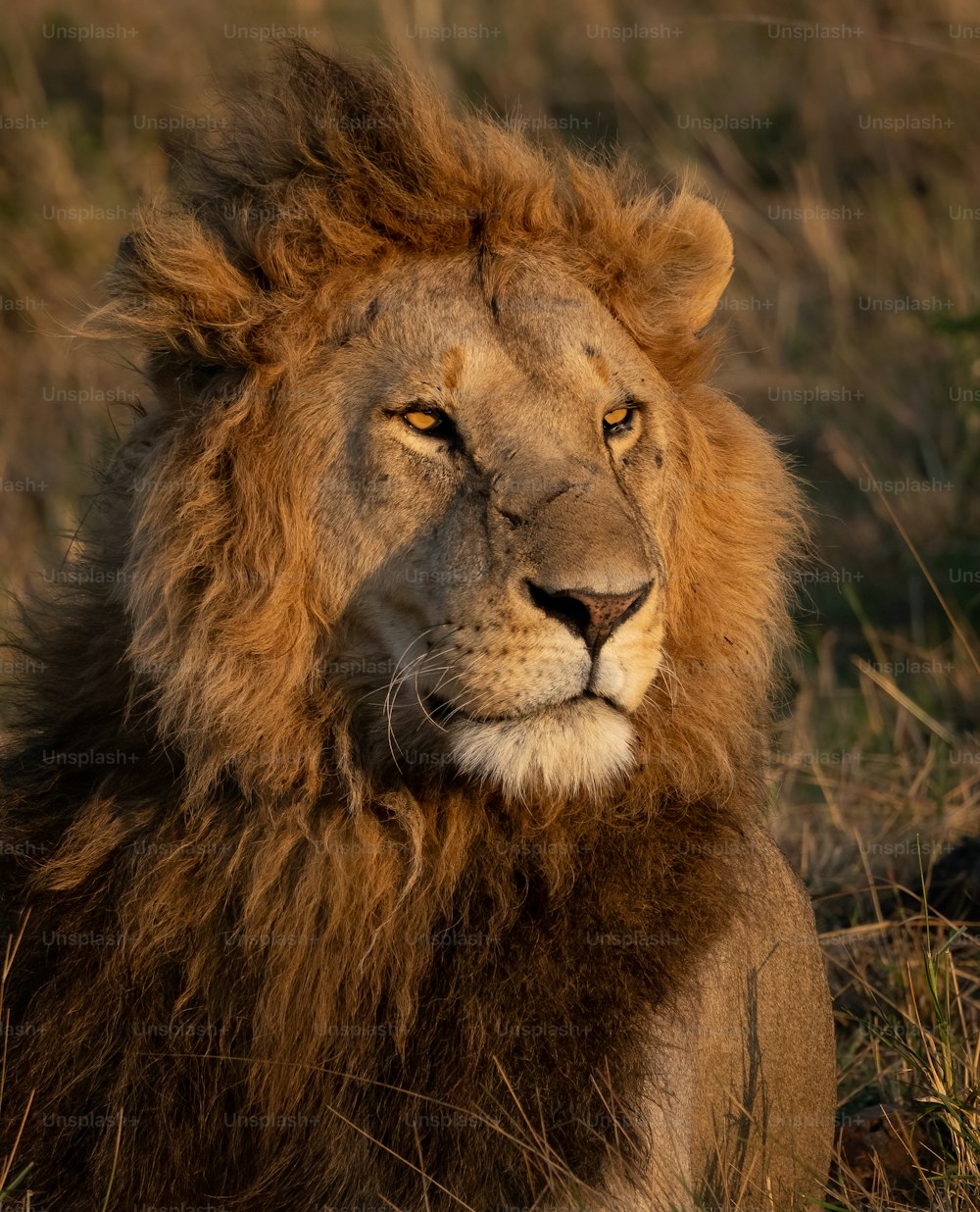 アフリカのマサイマラにあるラ�イオンの肖像画
