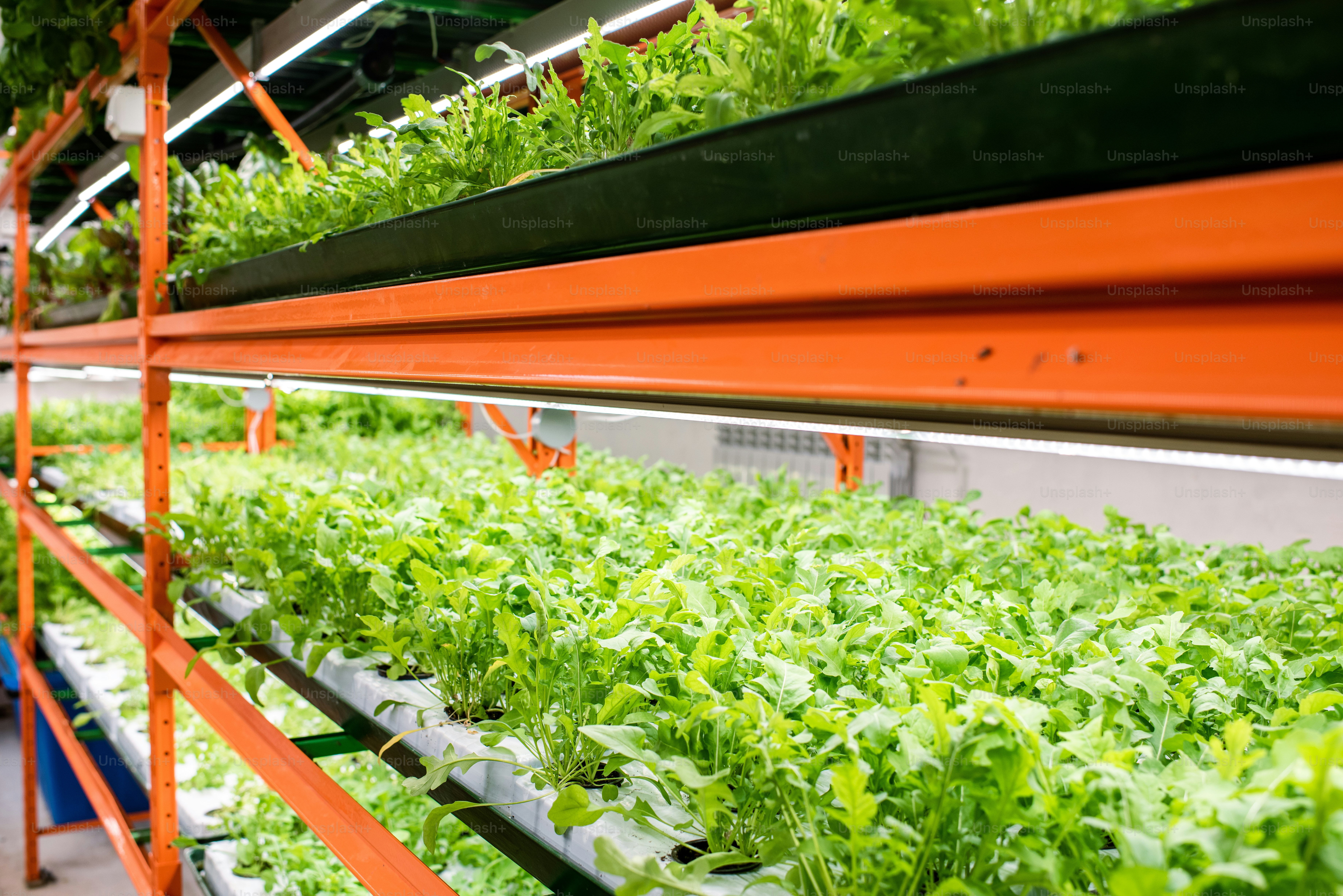 Perspective of green seedlings of new sorts of horticultural plants growing on shelves inside greenhouse